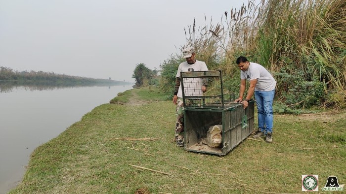 crocodile rescued in november
