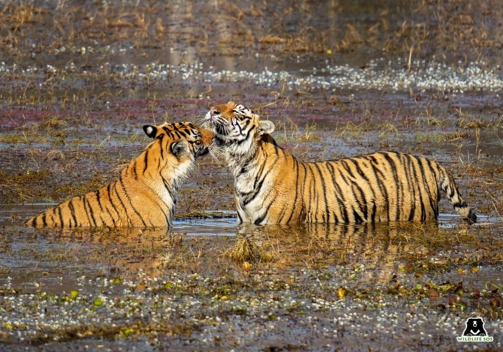 Tigers Of The Tides, Guardians Of The Sundarbans 2