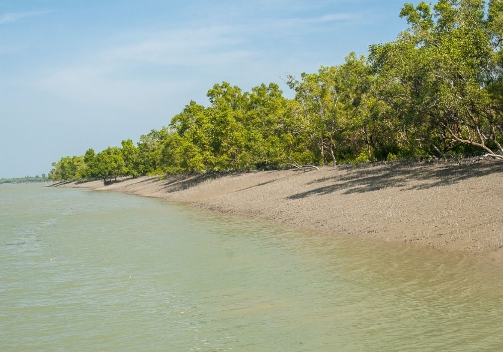 Tigers Of The Tides, Guardians Of The Sundarbans 5