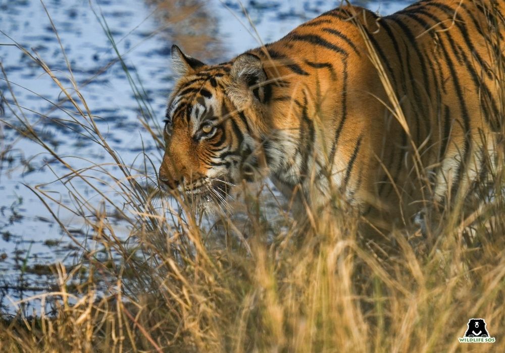 Tigers Of The Tides, Guardians Of The Sundarbans 6