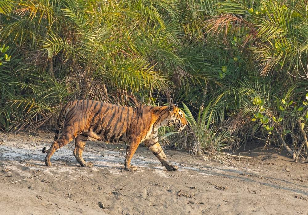 Tigers Of The Tides, Guardians Of The Sundarbans 3
