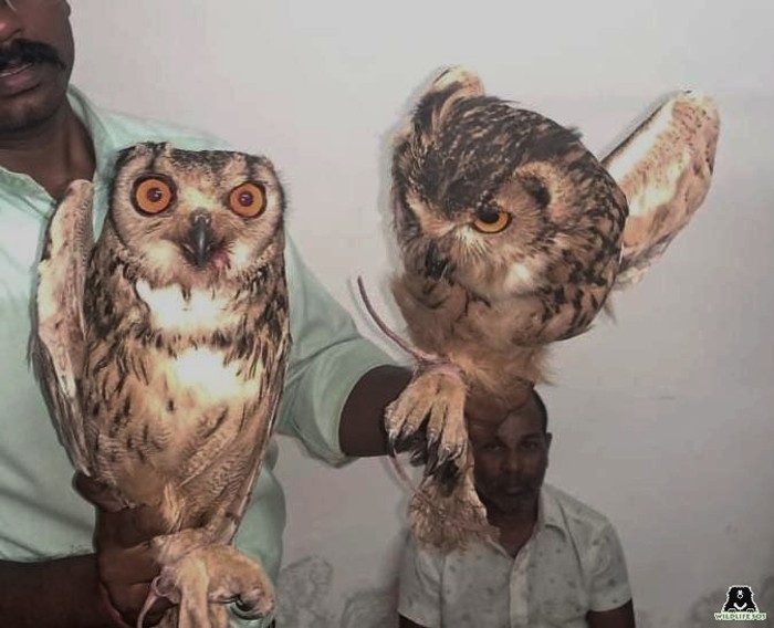 owls rescued in november