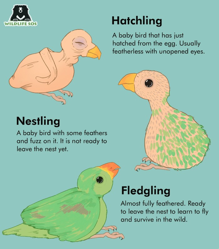 Types of baby birds.