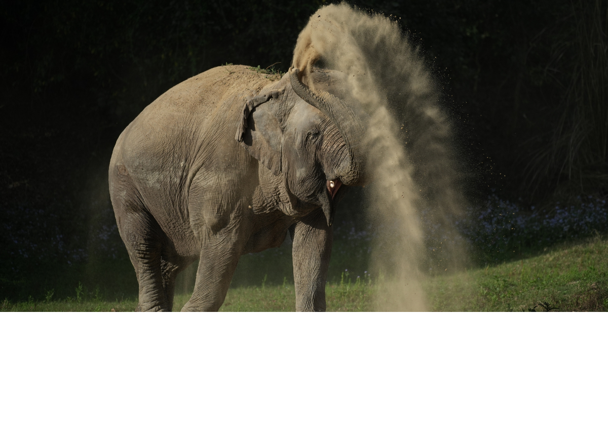 Target Training for Elephants at Wildlife SOS - Wildlife SOS