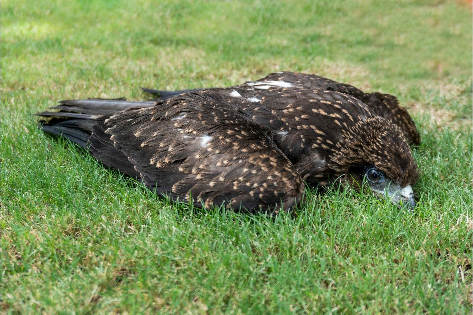 How You Can Save Birds In Distress - Wildlife SOS