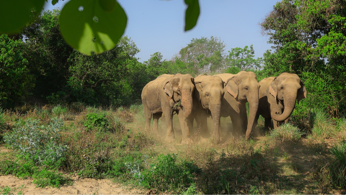 The Bear SAFE team explored Ramdurga, walking the same paths as the sloth bears do and observing signs of their presence through indirect evidence such as scat and claw marks. 