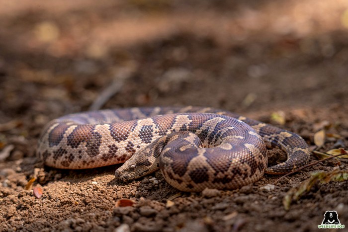 Common Sand Boas are one of the frequently rescued snakes at Wildlife SOS.