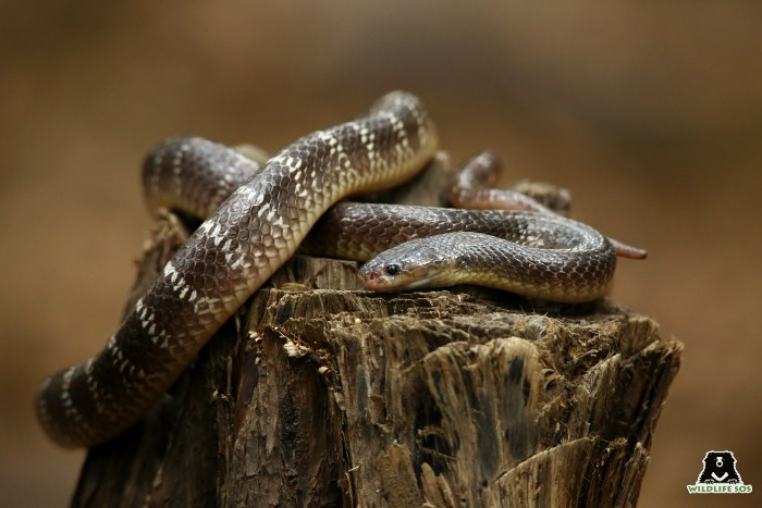 The Common Krait is a venomous snake from the