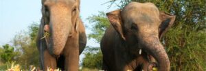 Wildlife SOS Elephant Rescue Marks 5 Years of Freedom
