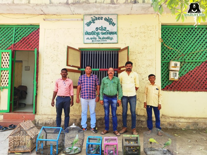 March 2022 was witness to a wildlife raid where 22 parakeets were rescued in Vadodara