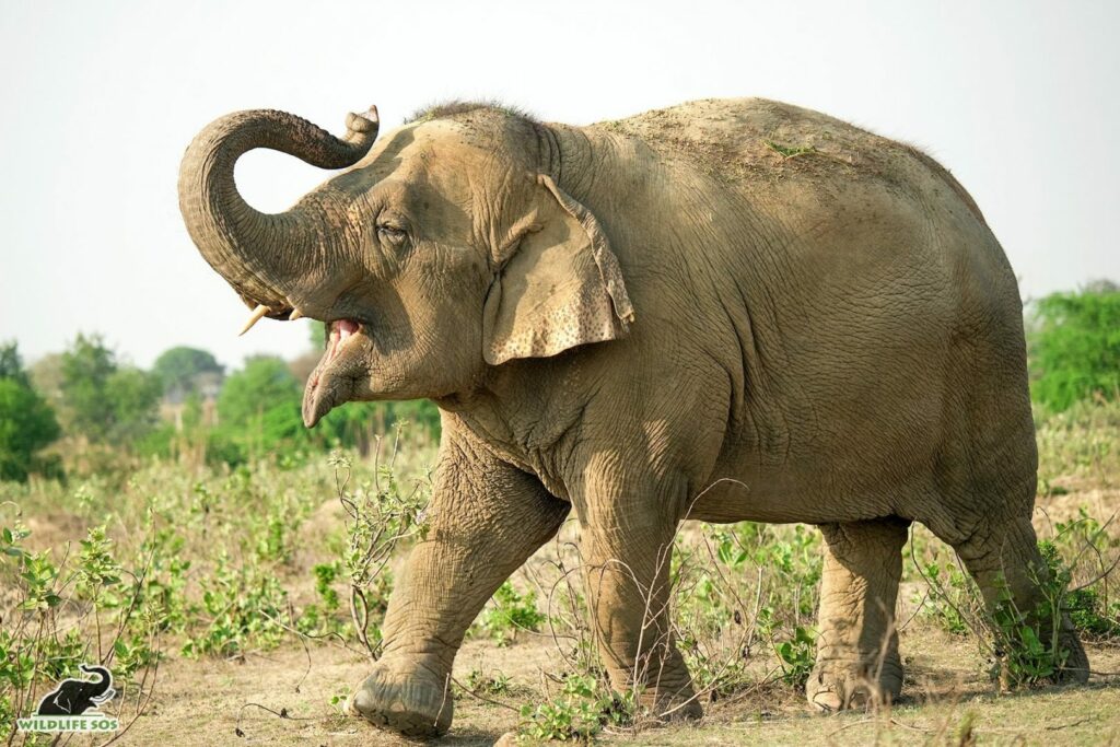elephant laxmi