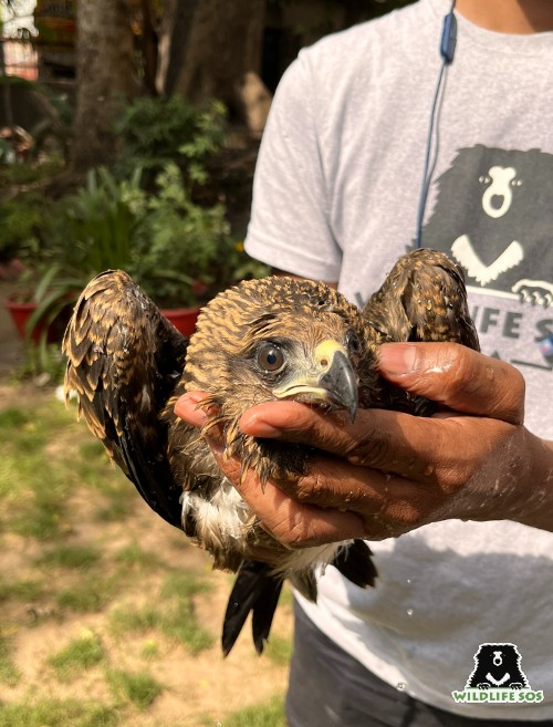 The Rapid Response Unit undertakes many bird rescues throughout the year.