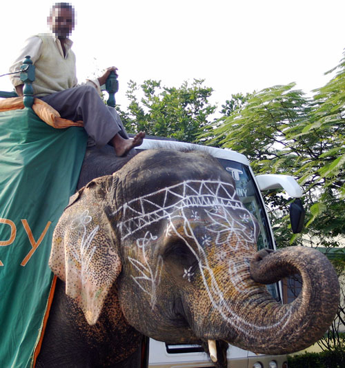 Wildlife SOS cofounders were able to rescue the begging elephant Champa in 2009, 11 years after their first encounter with her