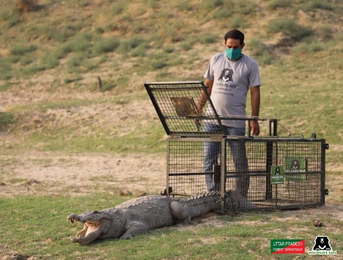 The crocodile was released into the Chambal river after receiving intensive treatment