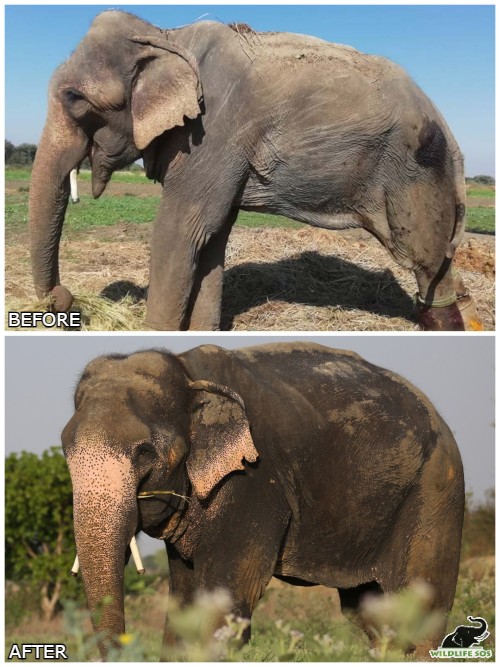 Before and after image of Jai