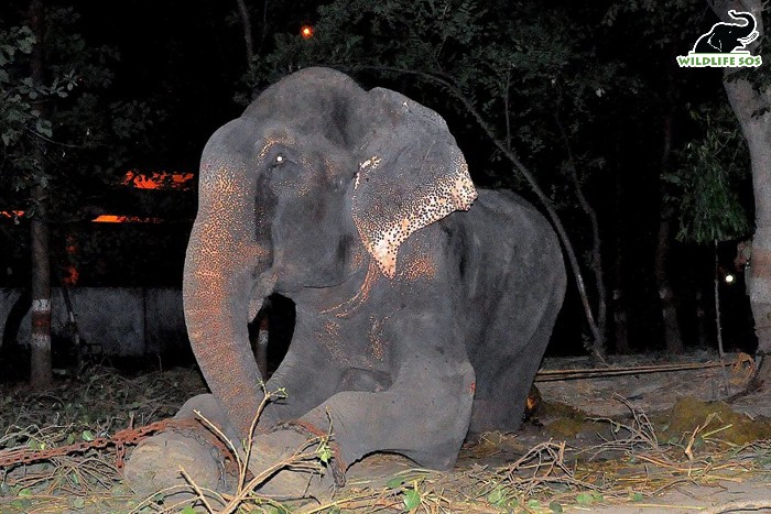 Raju Pre rescue photo
