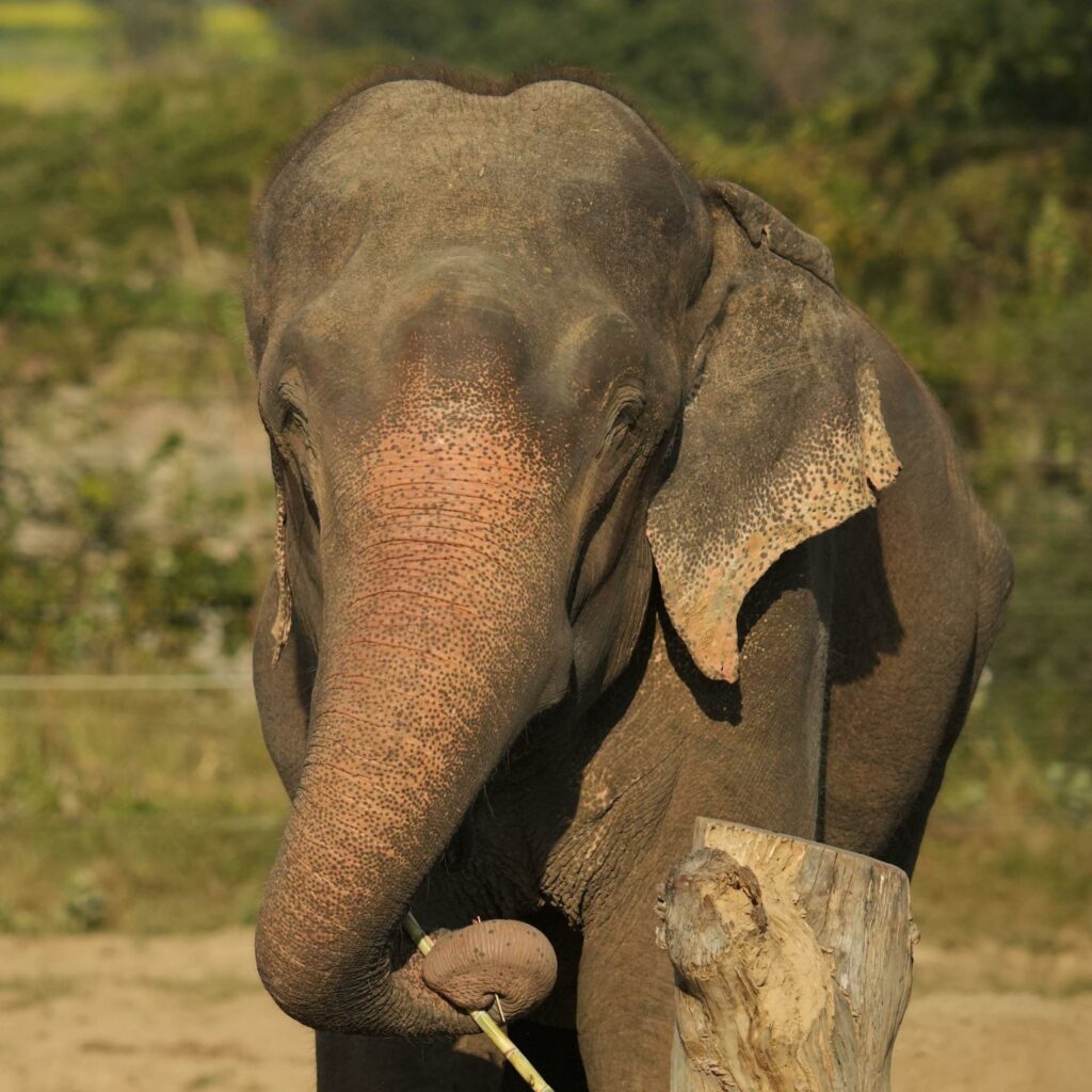 Raju's quirky habit of scratching himself with a stick