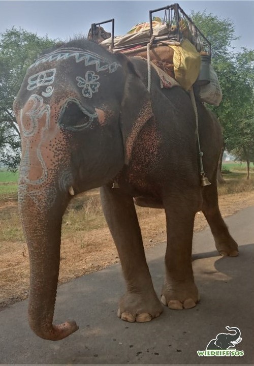 Karma munching on her feast organised by our elephant care staff.