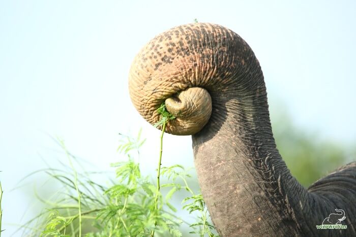 There are state-recognised Elephant Camps where elephants are cared by the Forest Department.