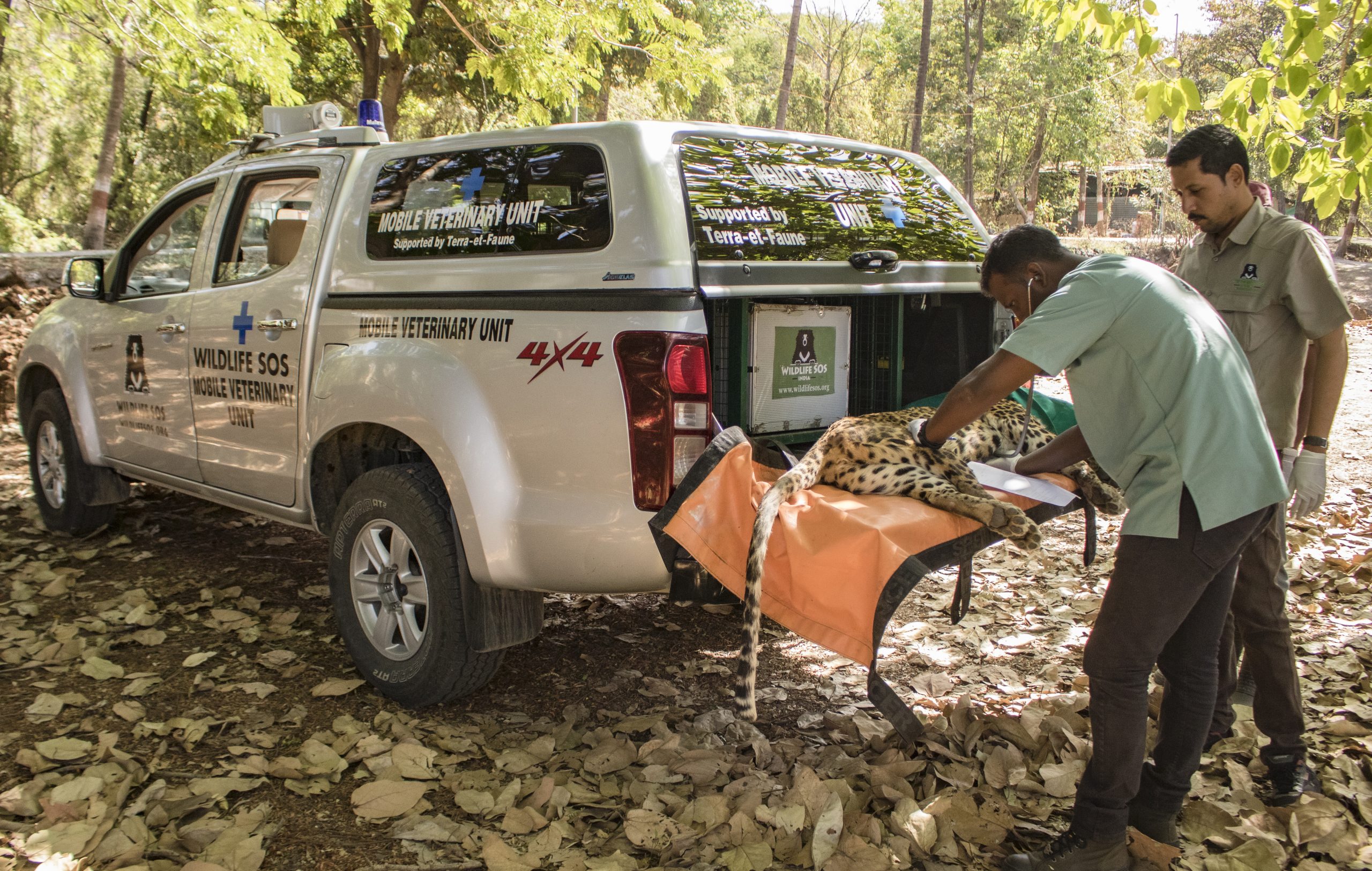 Leopard Rescue Operations - An Insider’s Perspective - Wildlife SOS