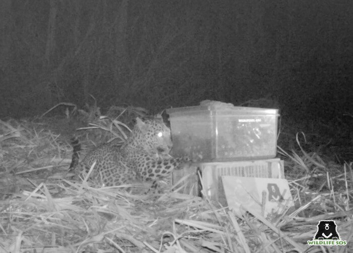The mother leopard carefully tipping the safe-box over