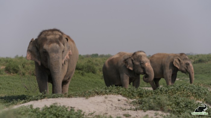 Chanchal, Laxmi, Bijli