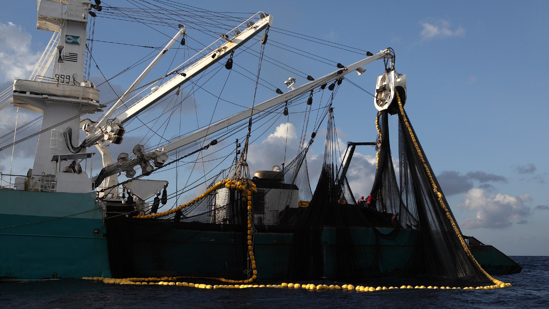 Overuse Fish Overfishing: A Bane For The Oceans - Wildlife SOS