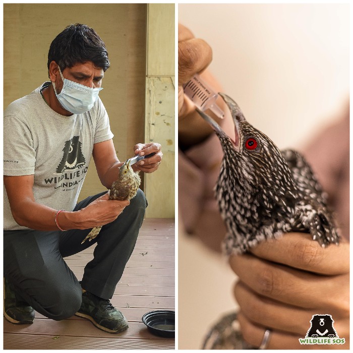 Wildlife SOS and the forest department carefully lay out the plans to provide the best care possible for the injured elephant
