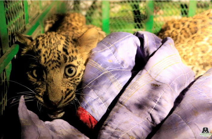 Natalie and George, at the time of rescue in 2019.