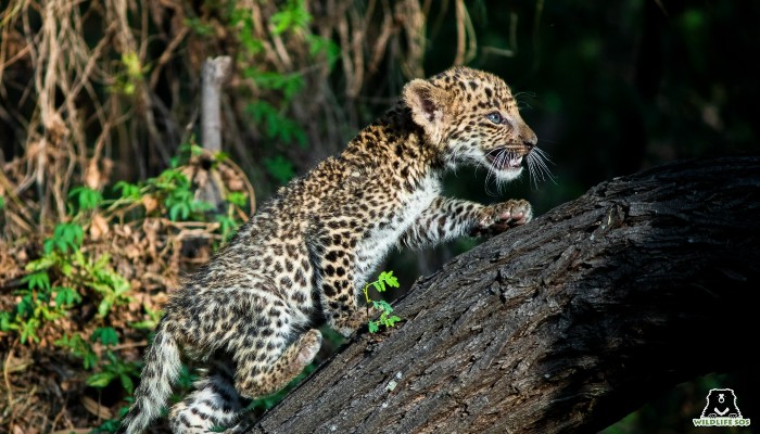 Simba was found amidst a sugarcane field in Kolwade village