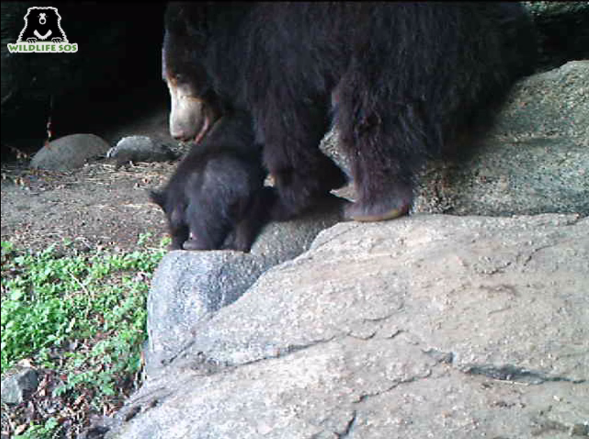 Camera traps are innovative conservation tools armed with infrared sensors that take a picture or a video whenever they sense movement in the forest. 