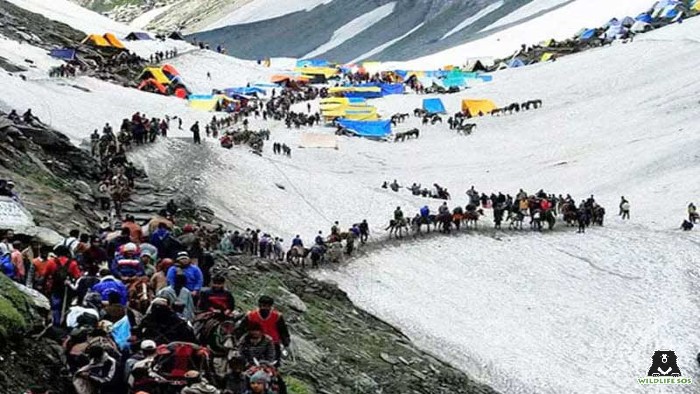 Pilgrims flock together by the thousands during the Amarnath Yatra in prime snow leopard habitat
.