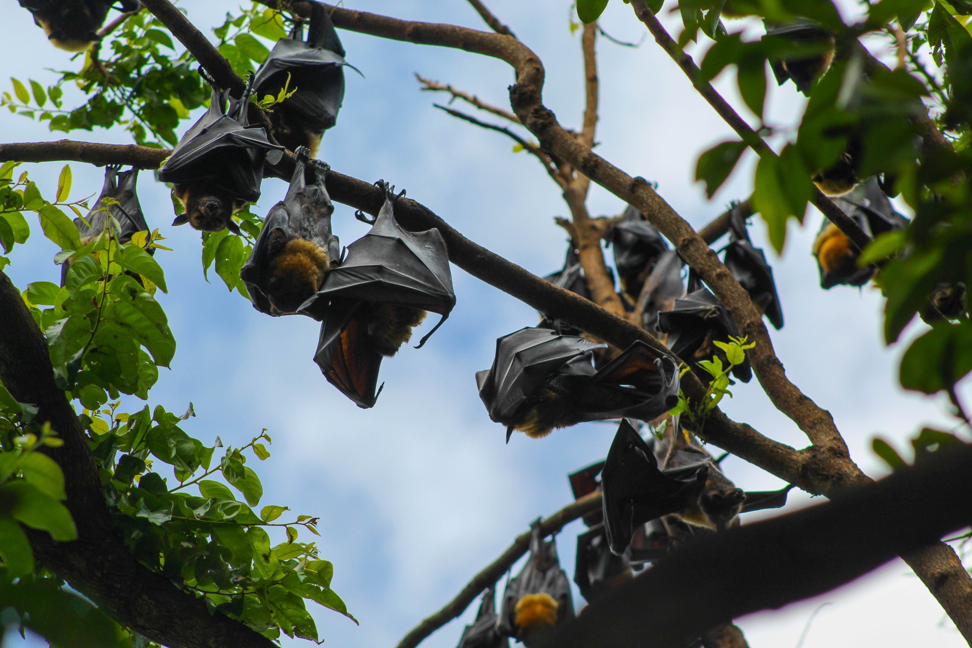 Bat-ling Myths and Superstitions - Wildlife SOS