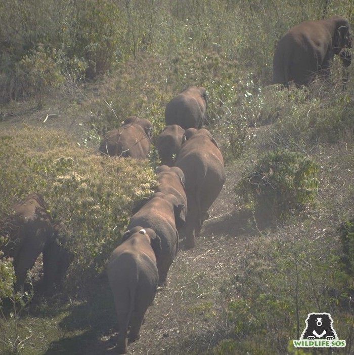 GIS was utilized during the radio-collaring of a wild elephant by Wildlife SOS at Chhattisgarh. [Photo (c) Wildlife SOS/Lenu Kannan]