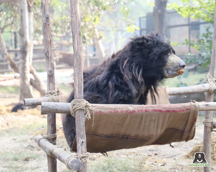 Ganesha bear gorging on some delicious jaggery, rice puff balls!