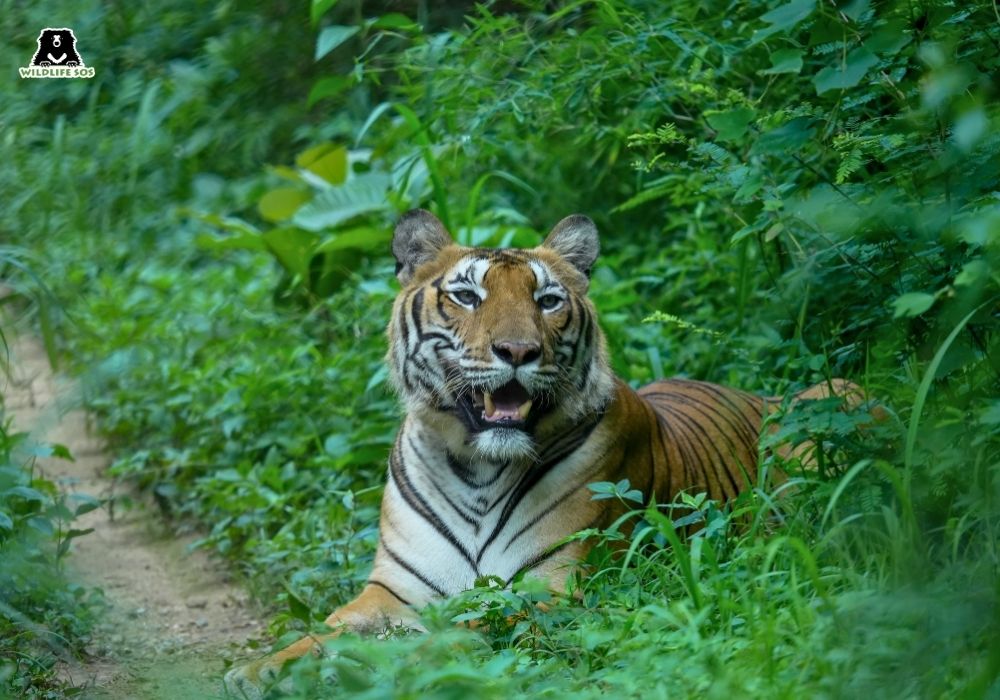 230731_BBRC_Lenu_Tiger_Gopal_Tiger Poaching 3