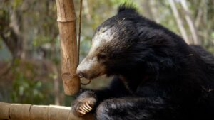 Vasi: The Sloth Bear Who Walks into History