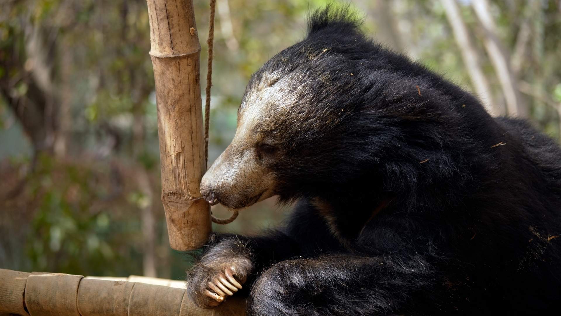 Vasi: The Sloth Bear Who Walks into History
