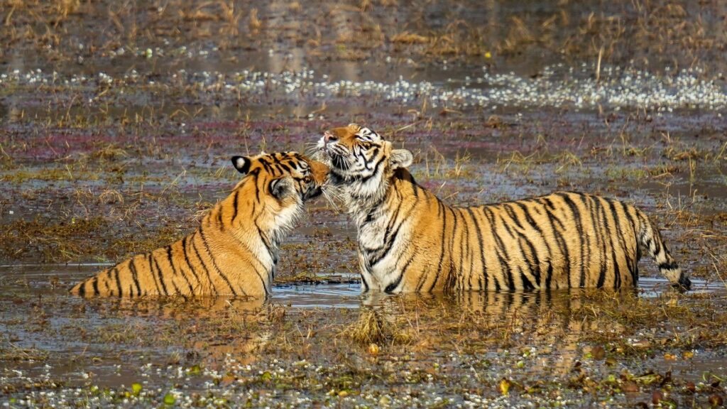 250209_RANTHAMBORE_KUNAL MALHOTRA_MAMMAL_ROYAL BENGAL TIGER4 Feature Image