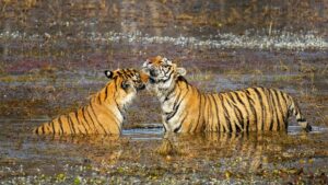 Historic Win For Wildlife SOS & India’s Tigers: Poachers Convicted In Tamil Nadu