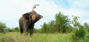 Begging elephant campaign update