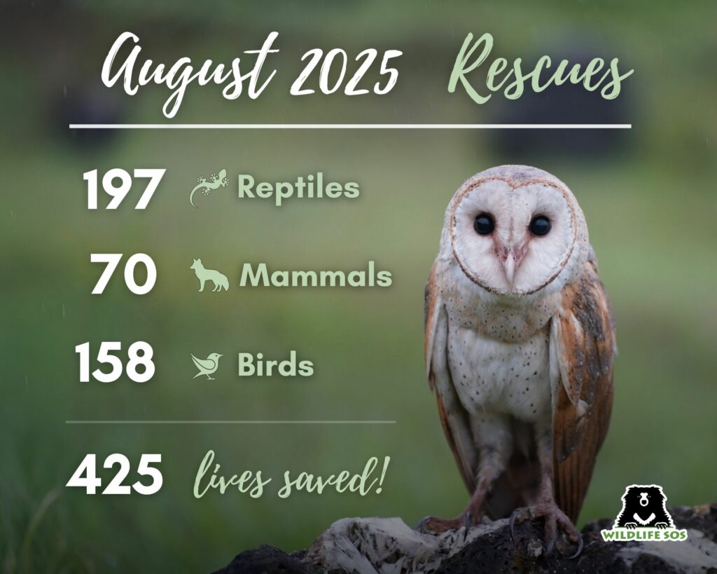 August 2025 Rescues by wildlife sos