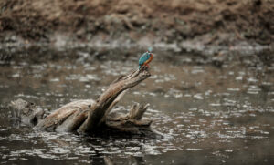 Birds Of Bannerghatta – Part I
