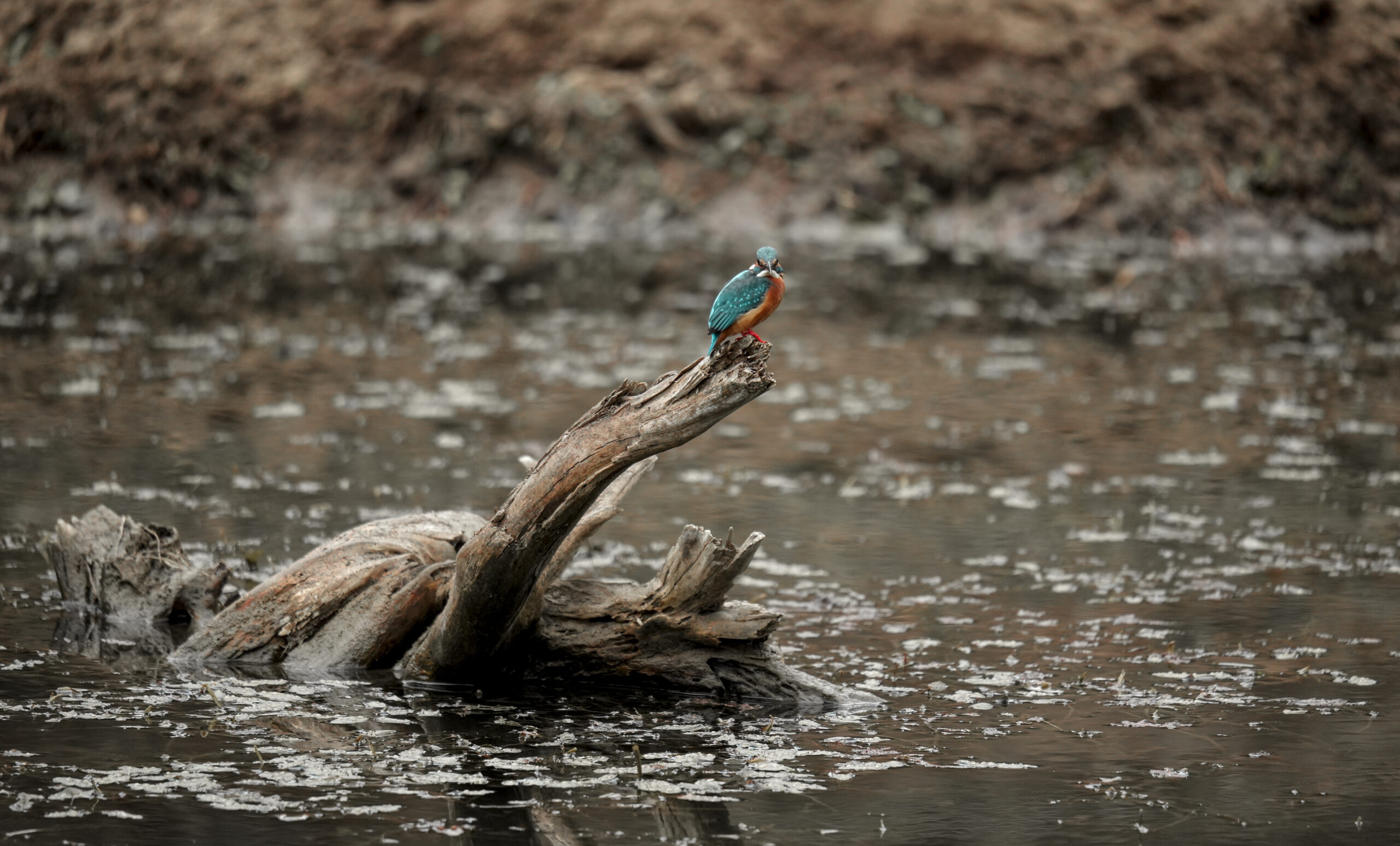 Birds Of Bannerghatta – Part I