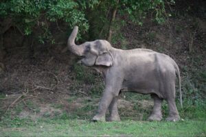 Trunk Tales: Eldest Elegant Elephant, Ella
