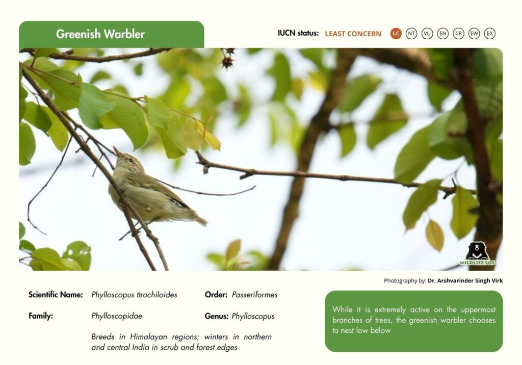 Greenish warbler
