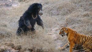 How Do Sloth Bears And Tigers Coexist?