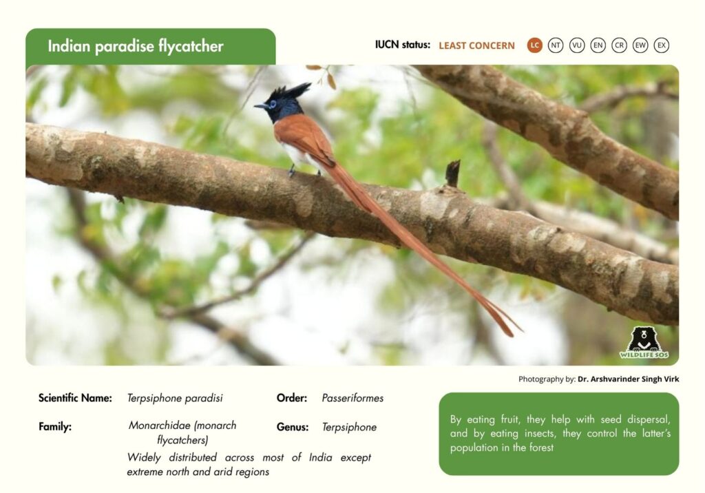 indian paradise flycatcher