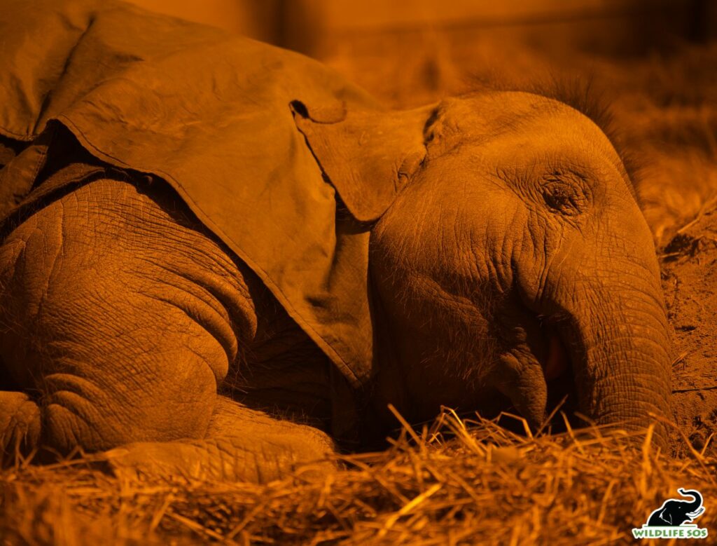 Bani sleeping 