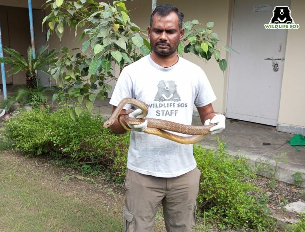 Snake rescue 